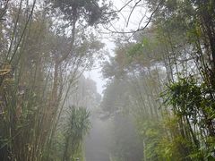 -三亚亚龙湾人间天堂鸟巢度假村