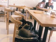大堂-平行世界·猫咖(首经贸店)