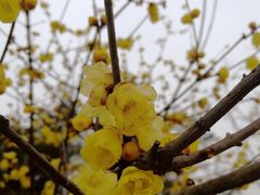 -秀丽东方