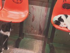 -猫咪博物馆(顶澳仔猫街店)