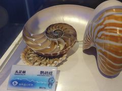 -贝壳梦幻世界