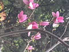 南湖公园-沈阳南湖公园