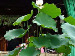 android_upload_pic-荷香居(洞企石路店)