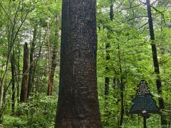 -五营红松林海景区