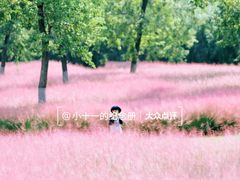 -九里湖国家湿地公园