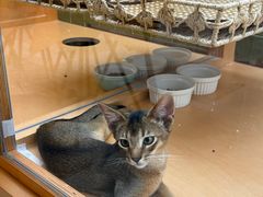 -帕帕拉兹宠物(亚洲旗舰店)