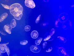 -海合安武汉极地海洋公园