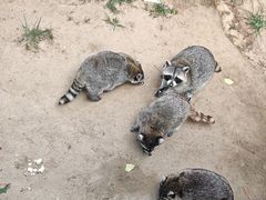 -西霞口神雕山野生动物世界