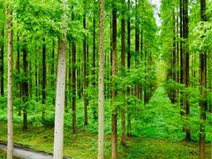 -黄海国家森林公园