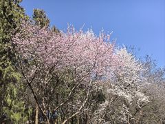 -北京十三陵国家森林公园蟒山景区