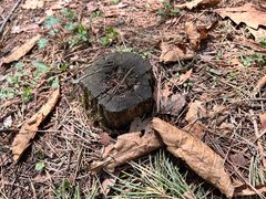 -帽儿山国家森林公园