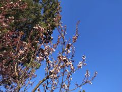 -赵记煎饼卷大葱(东岳店)