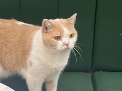 -安格丽娜·狗咖·猫咖羊驼咖(春熙路百盛商场店)