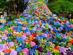 -上海共青森林公园