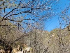 -大岭沟猕猴桃谷风景区