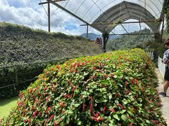 -金马仑薰衣草花园(Cameron Lavender)