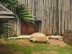 -深圳野生动物园