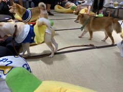 -逗柴咖啡屋·狗咖猫咖宠物桌游