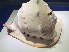 -贝壳王国博物馆