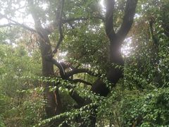 -南诏风情岛
