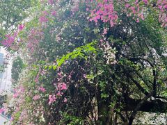 -深圳国际园林花卉博览园