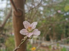 -丹樱生态园