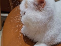 -藏猫猫咖啡主题馆(中央大道店)