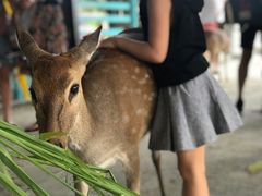 -鹿境梅花鹿生态园区