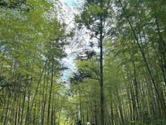 -杭州半山国家森林公园