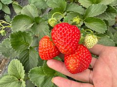 -田趣农庄草莓采摘园