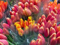 -循礼门鲜花花市(武汉循礼门店)