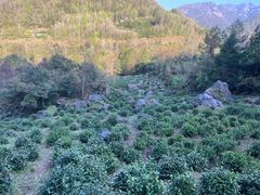 -石台牯牛降景区