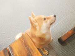 -柴源莊·柴小宠柴犬咖啡