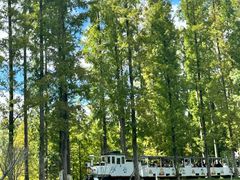 -黄海国家森林公园