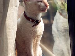 -猫小院猫主题餐厅(南锣旗舰店)