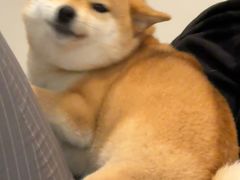 -申普宠物医院·心脏介入·心血管微创(总院)