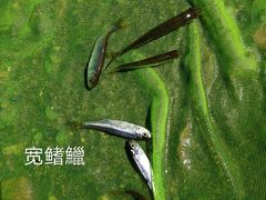 -白河湾生态旅游一条川