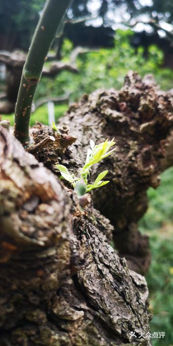 野狗羊肉汤图片