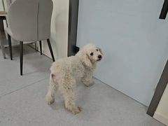-派美特宠物医院·核磁CT·骨科肿瘤·疑难转诊(沈农禾丰店)
