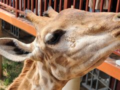 -西霞口神雕山野生动物世界