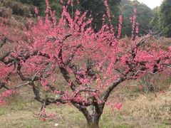 -象头山国家级自然保护区