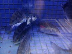 -德兴show鲜·蒸汽海鲜火锅餐厅(格创悦里店)