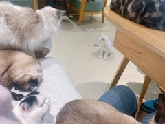 -藏猫猫咖啡主题馆(中央大道店)