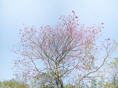 -莲花山公园
