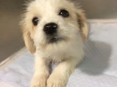 -骐奇宠物诊疗中心(南亭公路店)