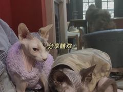 -猫色咖啡·猫咖