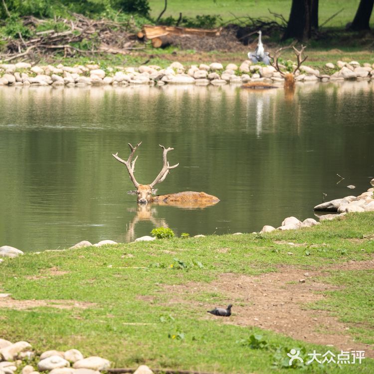 SUMMER[糖果]保护区看鹿