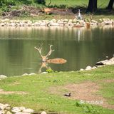 SUMMER[糖果]保护区看鹿