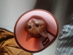 -宠颐生维康宠物医院(金丰店)