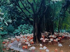 -广州长隆野生动物世界